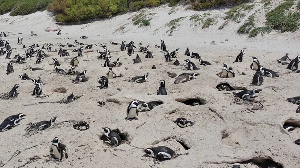 Stor Koloni Vilda Pingviner Kapstadens Strand Fåglar Ligger Sanden Sitter — Stockfoto