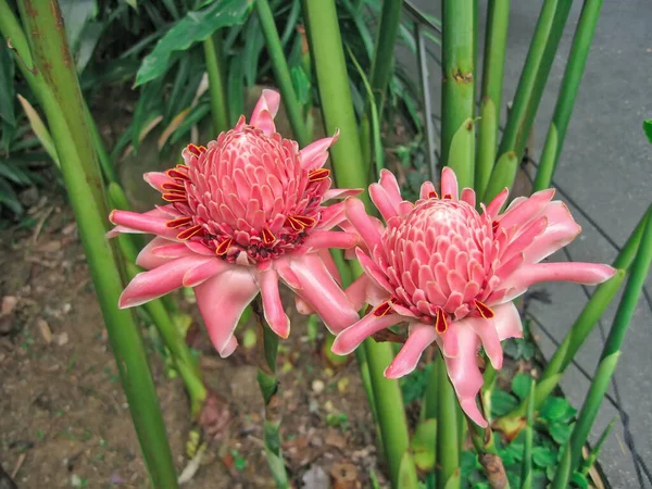 Piękna Etlingera Elatior Kwitnie Parku Duże Różowe Kwiaty Gęstymi Długimi — Zdjęcie stockowe