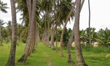 Yol, güzel kıvrımlı hurma gövdeleri arasında uzanır. Çimlerin üzerinde yeşil çimenler var. Tropikal bitkiler yetişir. Maldivlere park et..