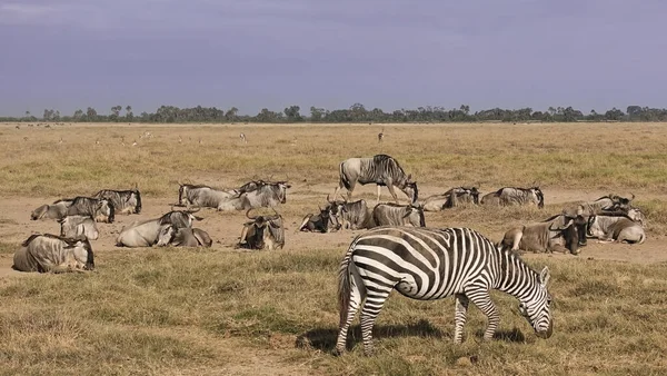 肯尼亚的野生动物 斑马在黄色的草地上吃草 一群野兽躺在尘土中 在很远的地方可以看到一群羚羊 肯尼亚 安博塞利公园 — 图库照片