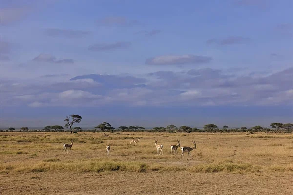 Eine Gruppe Impalas Grast Auf Dem Gelben Gras Der Savanne — Stockfoto