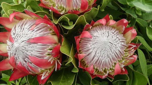 Grandes Flores Protea Real Close Cercado Por Folhas Inflorescências Incomuns — Fotografia de Stock