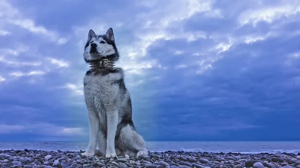 Сибірський Хаскі Зблизька Тлі Блакитного Хмарного Неба Моря Собака Сидить — стокове фото