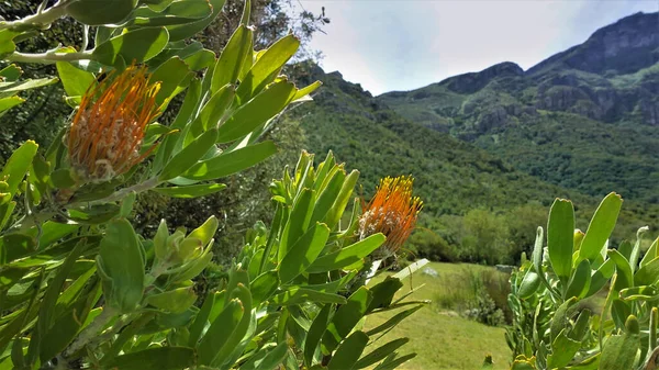 Flores Inusuales Fynbos Contra Fondo Las Montañas Inflorescencias Naranjas Con —  Fotos de Stock