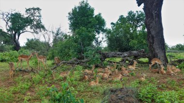 Büyük bir kazık grubu yaşlı bir ağacın yanında dinleniyor. Kalın gövde, kocaman kuru kökler. Yeşil çimenlerin, çalıların etrafında. Botswana 'da. Chobe Parkı.