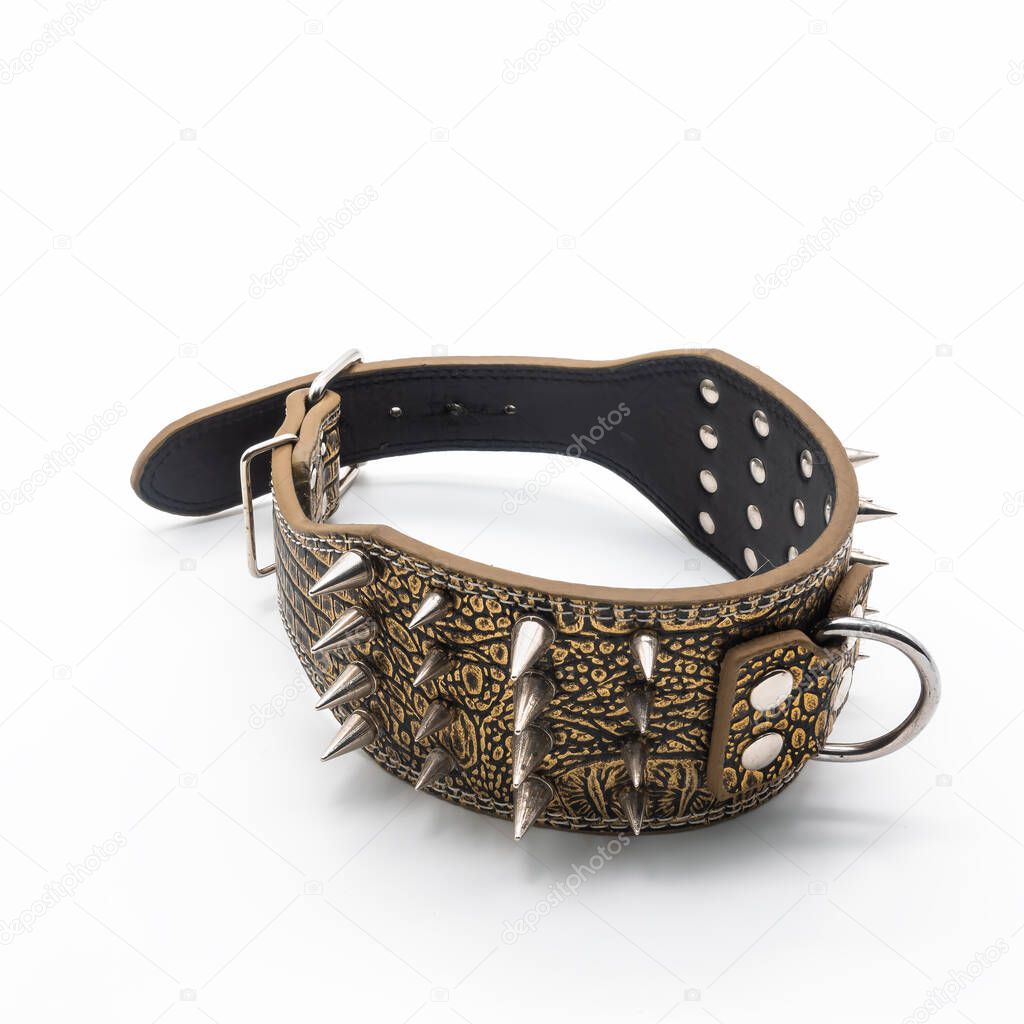 A wide collar for a dog is made of thick genuine leather with embossing. The color is golden. Decorated with metal protective spikes. Fastens with a buckle. Isolated on white background