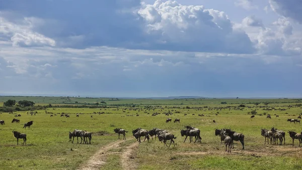 A dirt road winds through the green grass of the savannah. Everywhere, to the horizon, herds of wildebeest are visible. There are clouds in the sky. Great migration of animals. Kenya. Masai Mara Park