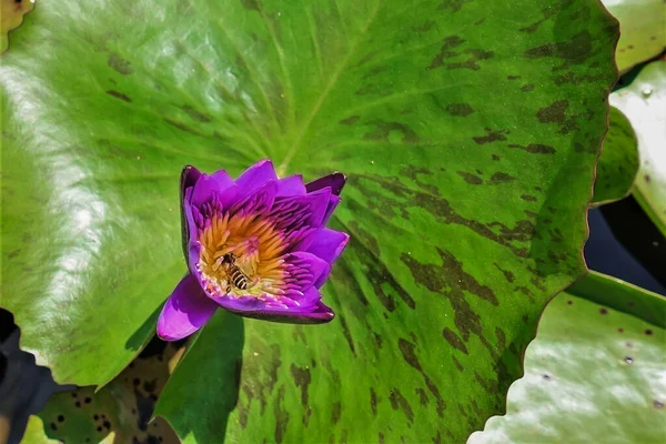 Blooming Water Lily Background Large Green Leaf Close Flower Purple — Foto de Stock