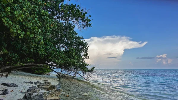 Árvores Tropicais Dobradas Sobre Calmo Oceano Azul Turquesa Pedras Pitorescas — Fotografia de Stock