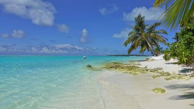Şeffaf akuamarin dalgaları kumlu sahilde yuvarlanıyor. Sahilde güzel taşlar var, suyun üzerine eğilmiş bir palmiye ağacı. Uzaktan bir tekne görünüyor. Maldivler. Yaz