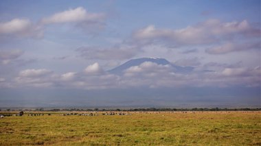 Birçok otobur bitkisel hayatta: zebralar, antiloplar. Mavi gökyüzünün arka planında, bulutların üzerinde, kar kaplı Kilimanjaro Dağı yükselir. Kenya, Amboseli Parkı