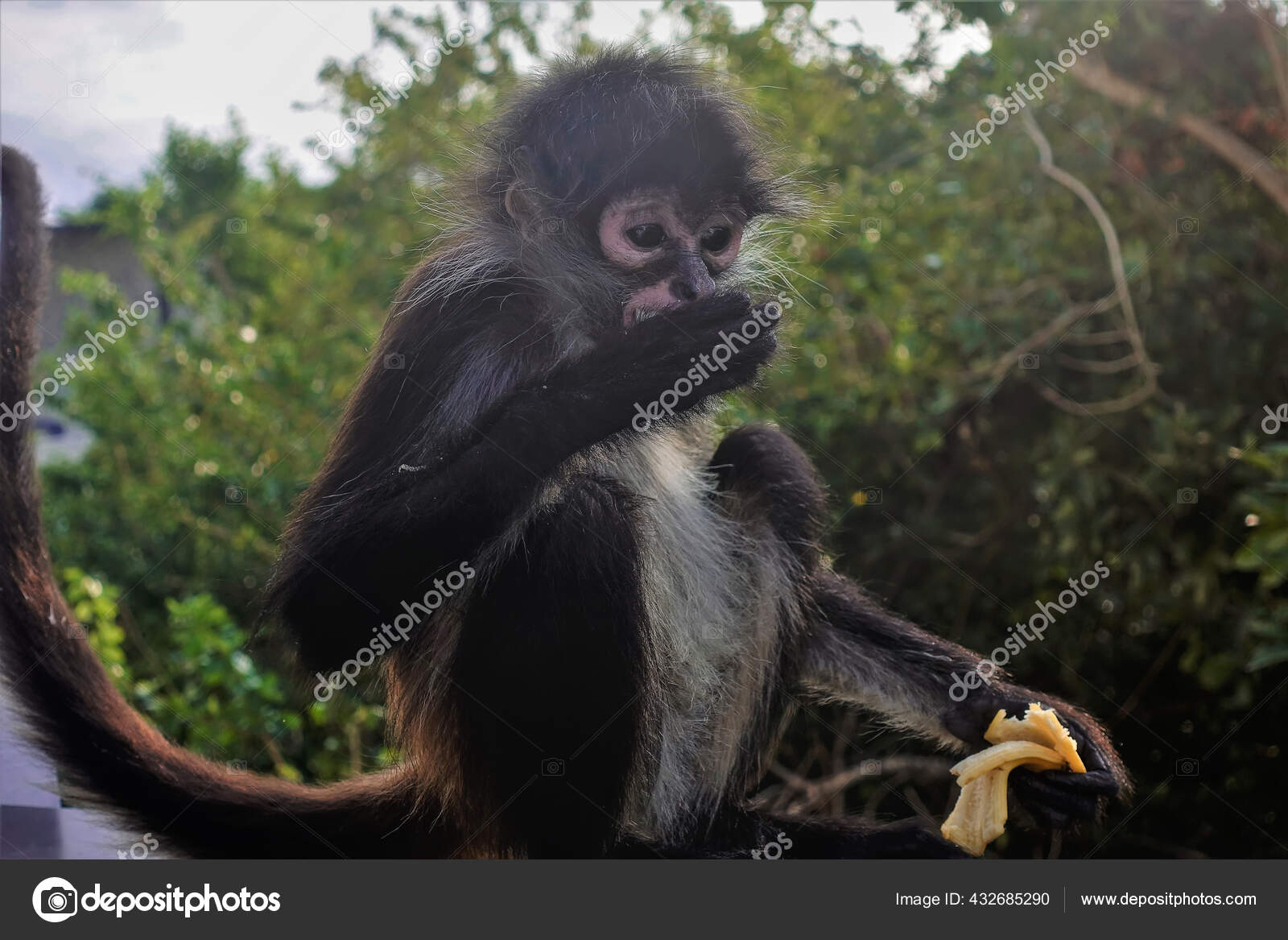 Pequeno Macaco Aranha Está Comer Uma Banana Pele Preta Branca fotos,  imagens de © Veranika848 #432685290