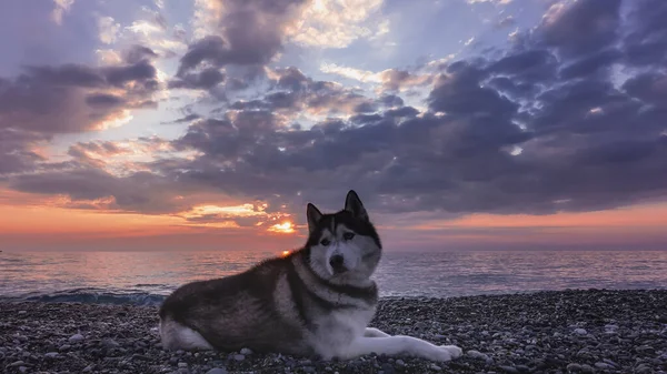 Egy Jóképű Felnőtt Szibériai Husky Fekszik Kavicsos Parton Bolyhos Fekete — Stock Fotó