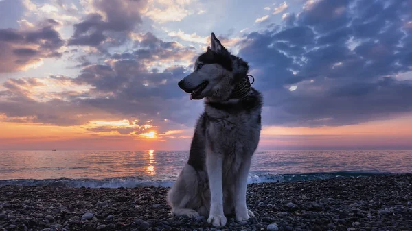 Szibériai Husky Kavicsos Parton Van Bolyhos Fekete Fehér Szőr Kék — Stock Fotó