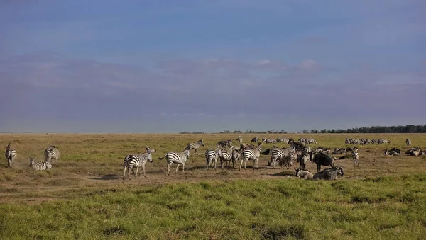 草原上的野生动物 一群斑马和野兽在绿草上吃草 躺在尘土中休息 地平线上看得见树木 蓝天上的云彩 Kenya Amboseli Park — 图库照片
