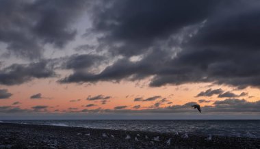 Alacakaranlık. Güneş kayboldu. Pembe gökyüzünde kara kümülüs bulutları var. Bir martı sürüsü kumsalın çakıl taşlarında oturuyor. Bir kuş uçuyor. Karadeniz.