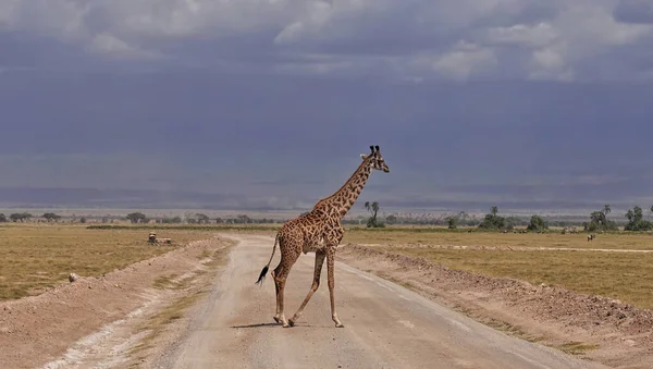 Une Gracieuse Girafe Traverse Lentement Chemin Terre Dans Savane Col — Photo