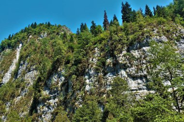 Kozalaklı ve yaprak döken ağaçlar dağın dik yamaçlarında yetişir. Kayaların resimli dokusu. Açık mavi gökyüzü. Abhazya. Georgia mı? Pitsunda