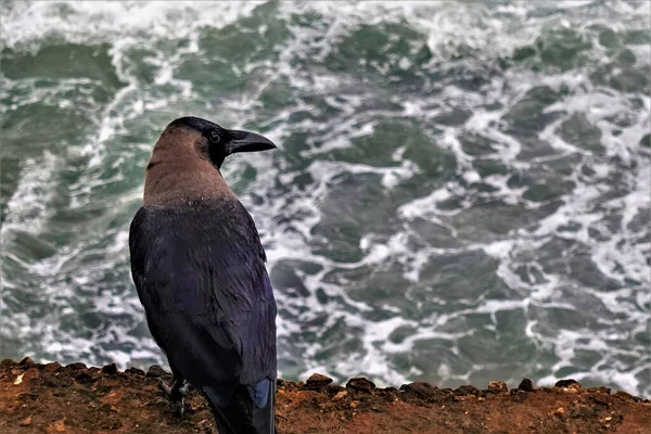 Corvo Perto Oceano Vista Pelas Traseiras Cabeça Está Virada Perfil — Fotografia de Stock