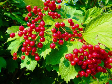 Parlak kırmızı viburum meyve kümeleri oyulmuş yeşil yaprakların arka planına karşı. Tam ekran. Yakın plan.