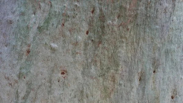 Textura Del Tronco Eucalipto Madera Lisa Gris Claro Con Rayas —  Fotos de Stock