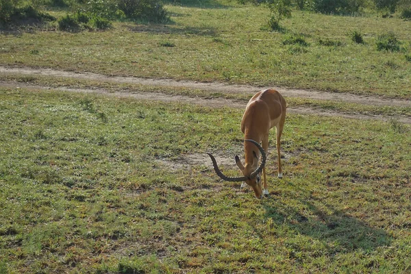 Antílope Fica Savana Cabeça Tem Chifres Longos Curvos Inclinados Para — Fotografia de Stock