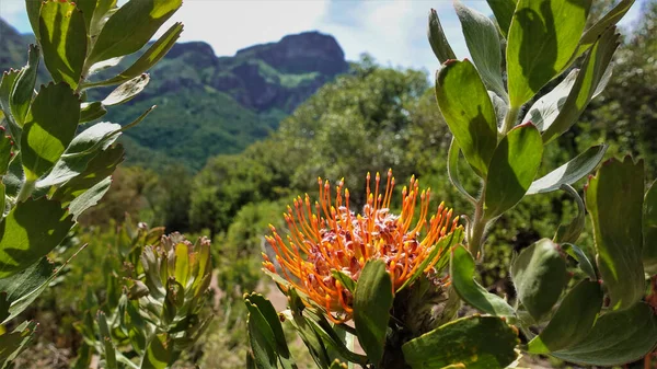 Jasny Kwiat Fynbos Leucospermum Tle Górskiego Krajobrazu Jasnopomarańczowy Kwiatostan Kulisty — Zdjęcie stockowe
