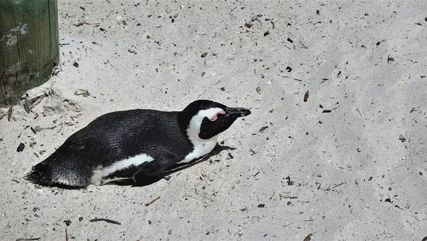 Pingüino Descansa Sobre Arena Playa Brillante Plumaje Blanco Negro Ojos — Foto de Stock