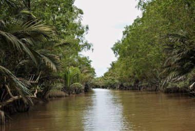 Mekong Deltası 'nda dar bir nehir yatağı. Sakin çamurlu su; kıyılarda yoğun tropikal bitki örtüsü vardır. Vietnam.