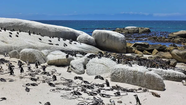 Güney Afrika Penguenlerinden Oluşan Bir Koloninin Yaşadığı Cape Town Sahilinde — Stok fotoğraf