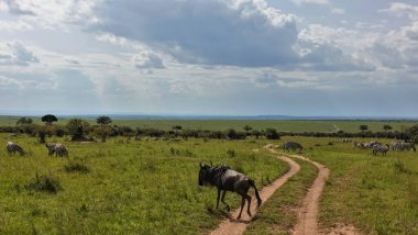 Toprak yol savana doğru esiyor ve ufukta kayboluyor. Zebralar yeşil çimlerde otlar. Bir antilop karşıdan karşıya geçiyor. Gökyüzünde güzel bulutlar. Kenya. Masai Mara Parkı