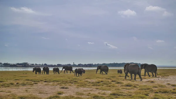 A family of elephants - adults and children - walk along the yellow grass of the savannah to the lake, to a watering hole. The camp houses are visible in the distance. There are clouds in the blue sky