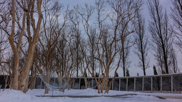 Winter evening in the park. Against the background of the blue sky, there are bare trunks and branches of trees. Empty mesh chairs sit on the snowy ground. Illumination lights lit up on the glass wall.