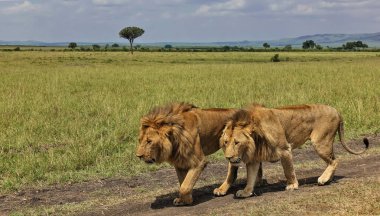 İki vahşi, güzel aslan bozkırda bir patika boyunca yan yana yürüyor. Sarkık yeleler, belirgin kaslar. Yeşil çimenler, ağaçlar, çalılar. Mavi gökyüzü. Kenya. Masai Mara Parkı