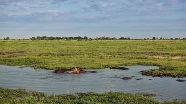 Bataklıkta iki su aygırı oynuyor. Ağızları açık, derisi parlak. Yakınlarda diğer su aygırlarının sırtı görünüyor. Yeşil çimenler yetişiyor. Mavi gökyüzü. Botswana 'da sabah. Chobe Parkı