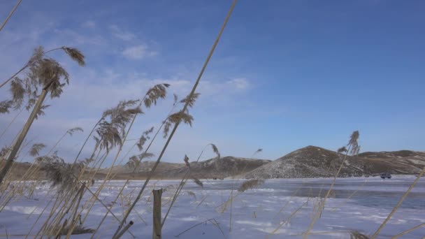 Herbe Sèche Dans Vent Bord Lac Glacé Les Longues Tiges — Video