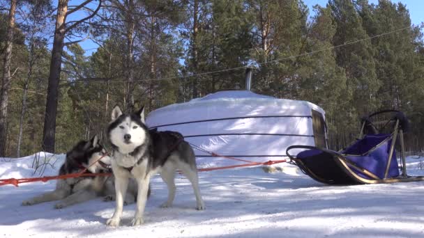 Сибирские Хаски Запряжены Отдыхают Снегу Черно Белые Пушистые Собаки Тяжело — стоковое видео