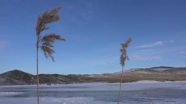 Buzlu Bir Gölün Kıyısındaki Kuru Çimenler Rüzgarda Sallanıyor Uzun Saplar — Stok video