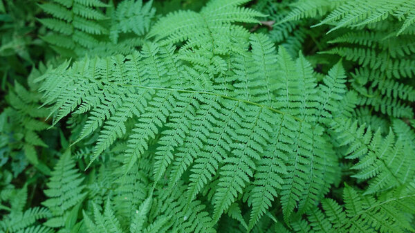 Fern close-up, full screen. Bright green carved leaves. Dense thickets.