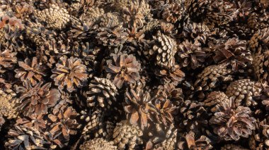 Kuru sedir konilerinin kahverengi arka planı. Detay ve doku. Yakın plan. Tam ekran.