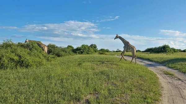 Une Girafe Traverse Chemin Terre Une Autre Broute Dans Des — Photo