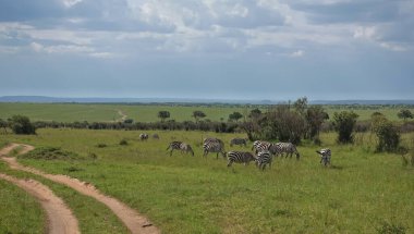 Toprak yol Afrika savanasından geçiyor ve ufukta kayboluyor. Bir zebra sürüsü çalıların yanındaki yemyeşil çimlerde otluyor. Mavi gökyüzündeki bulutlar. Kenya. Masai Mara