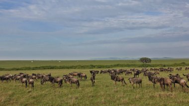 Büyük bir antilop sürüsü sonsuz Afrika savanasının yemyeşil otlarıyla huzur içinde otluyor. Mavi gökyüzünde bulutlar var. Kenya. Masai Mara Parkı. Büyük hayvan göçü