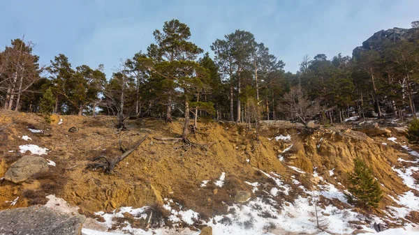 Wzgórzu Rośnie Las Iglasty Piaszczysta Gleba Się Rozpadała Powykręcane Korzenie — Zdjęcie stockowe