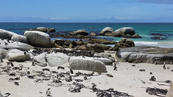 巨石和海藻散布在大西洋的沙滩上 企鹅群生活在海岸上 鸟儿躺在石头上蓝天 开普敦 — 图库照片