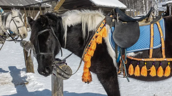 Czarno Biały Koń Przywiązany Jest Półki Śnieżnej Ziemi Parku Rozrywki — Zdjęcie stockowe