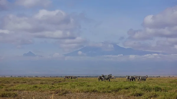 Herd Zebras Grazes Green Grass Endless African Savannah Mount Kilimanjaro — Stock Photo, Image