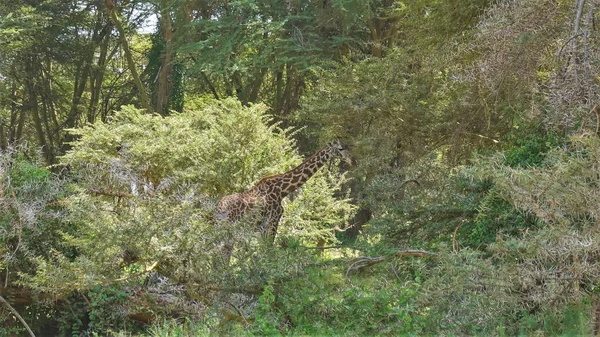 Uma Girafa Esfola Densas Moitas Acácias Espinhosas Pescoço Comprido Camuflagem — Fotografia de Stock