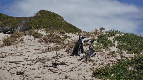 Pinguins Africanos Descansam Uma Colina Arenosa Pássaros Pretos Brancos Estão — Fotografia de Stock