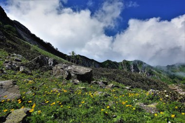 Dağın yamacında, yemyeşil çimlerin arasında, parlak sarı kır çiçekleri yetişir. Mavi gökyüzünde resim gibi bulutlar. Yaz günü. Kafkasların Alp çayırları.